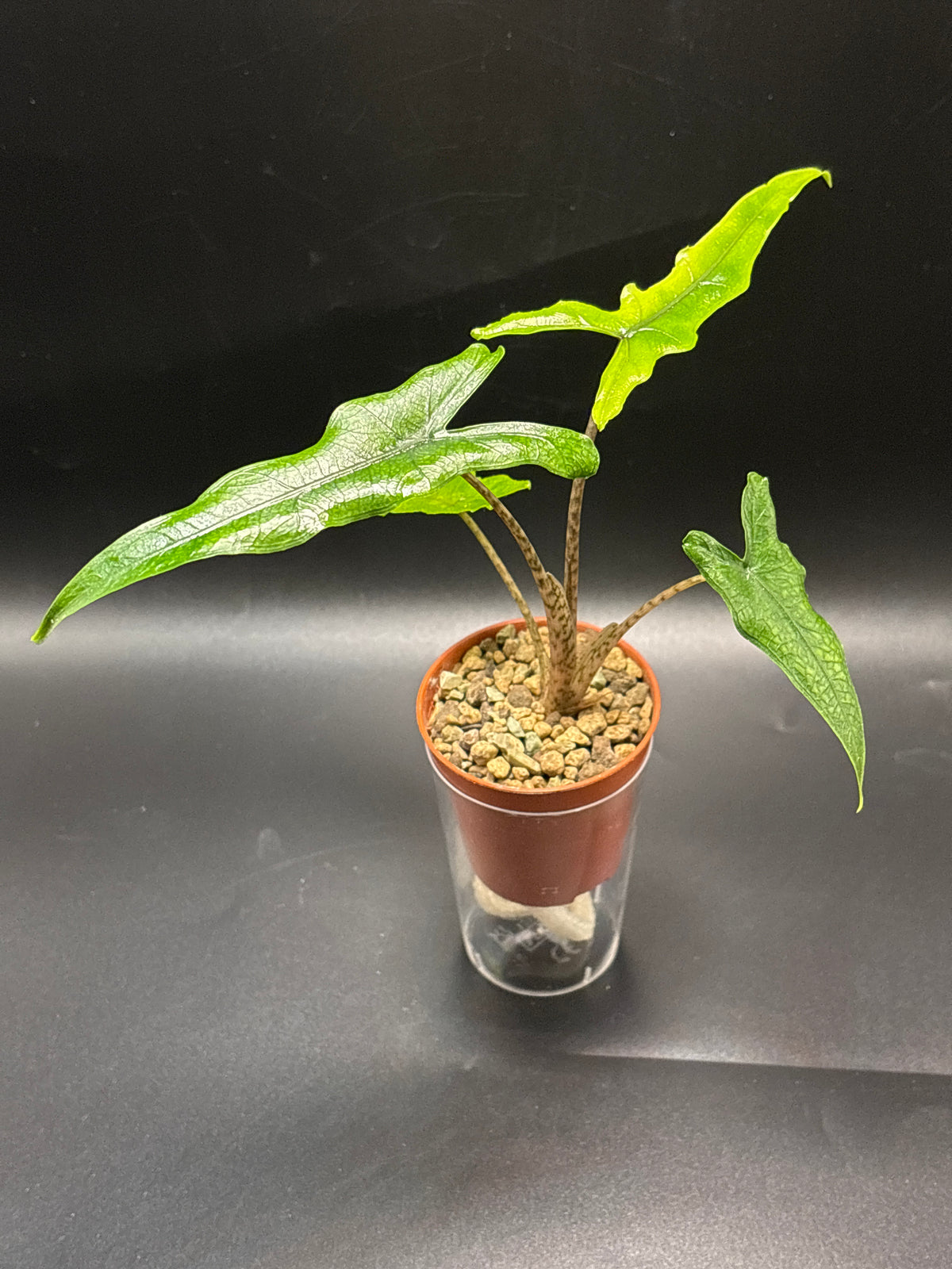 Alocasia Sabrina Narrow 2