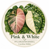 Pink &amp; White Pflanzenhandel Caroline Müller - Startseite