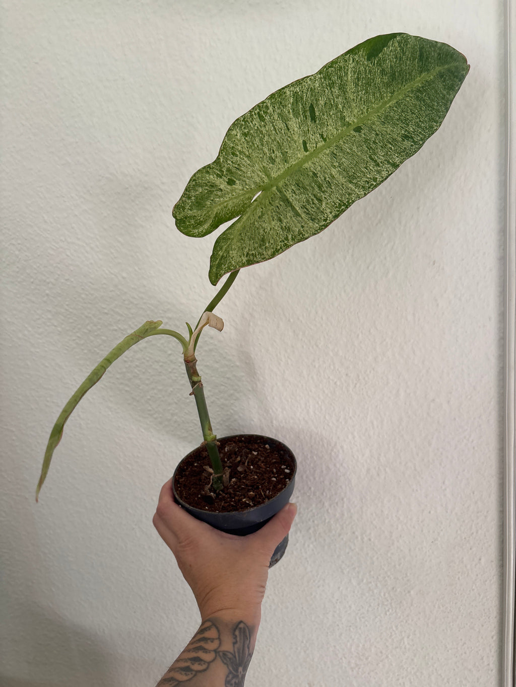Philodendron Paraiso Verde 3