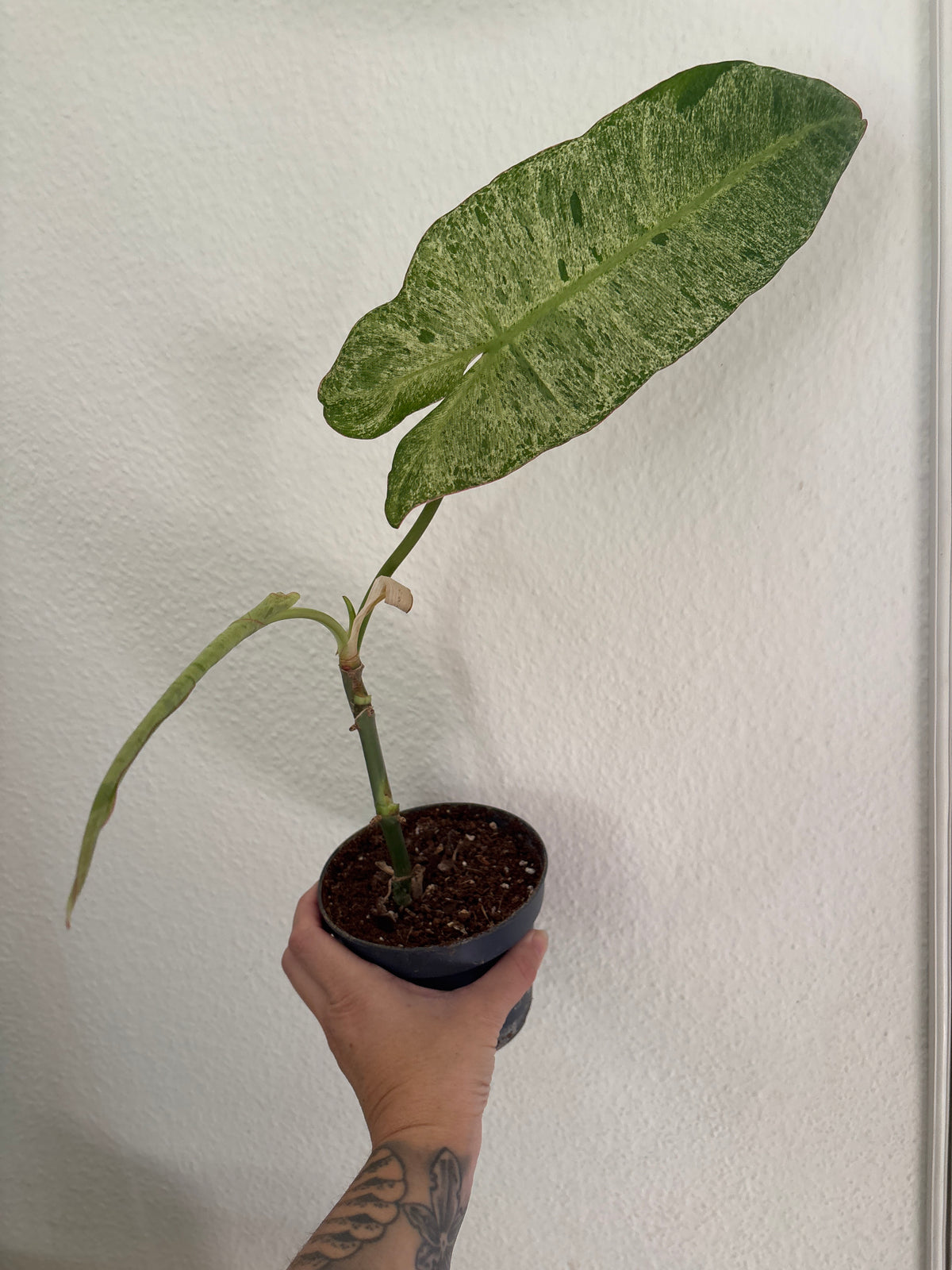 Philodendron Paraiso Verde 3