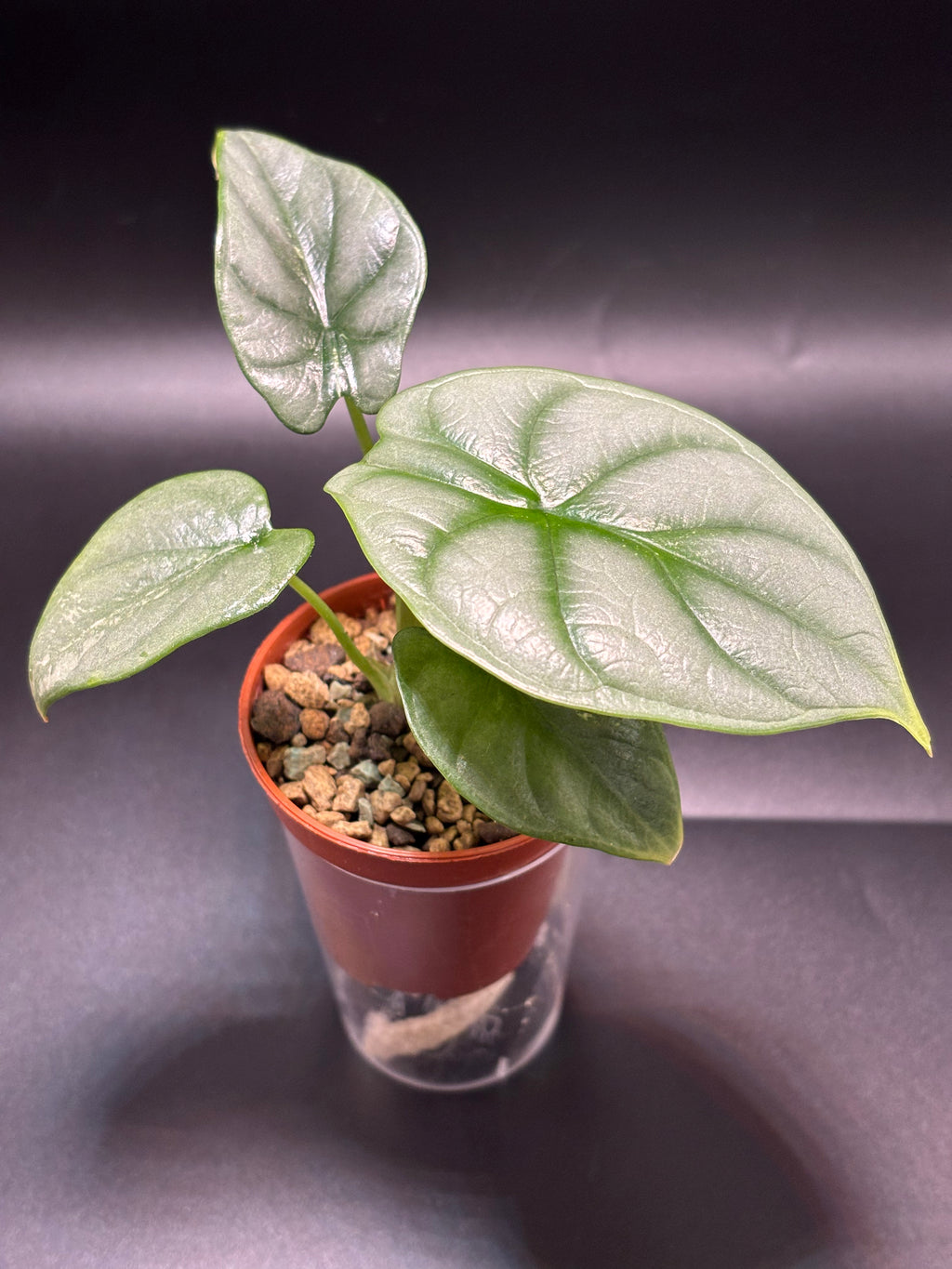Alocasia Silver Dragon Variegata