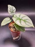 Alocasia Silver Dragon Variegata
