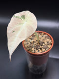 Alocasia Black Velvet Pink Variegata 3