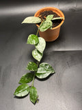 Hoya Krohniana Silver 1