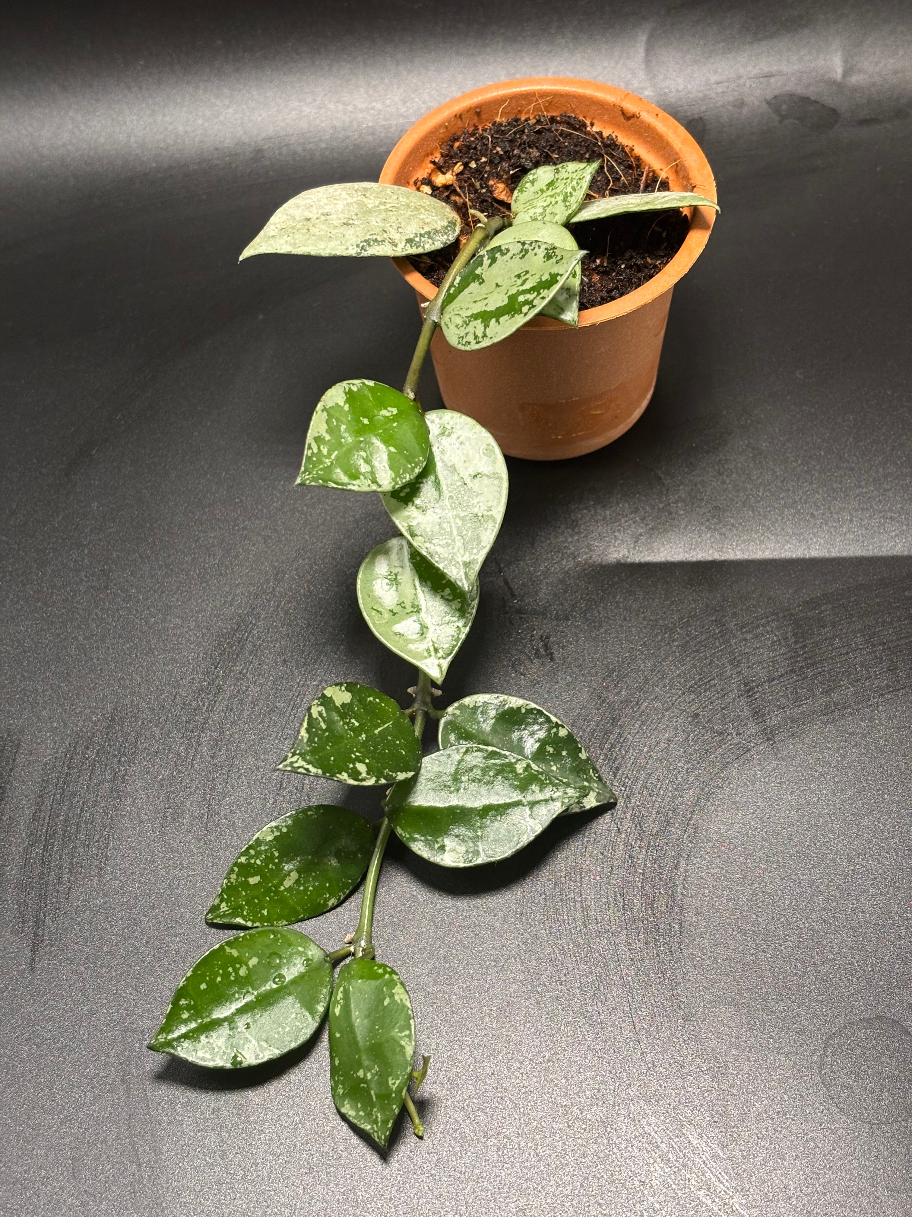 Hoya Krohniana Silver 1