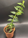 Hoya Bella 1