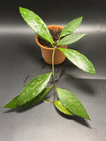 Hoya Memoria/ Gracillis 2