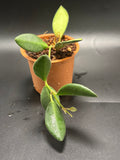 Hoya Tsangii 1