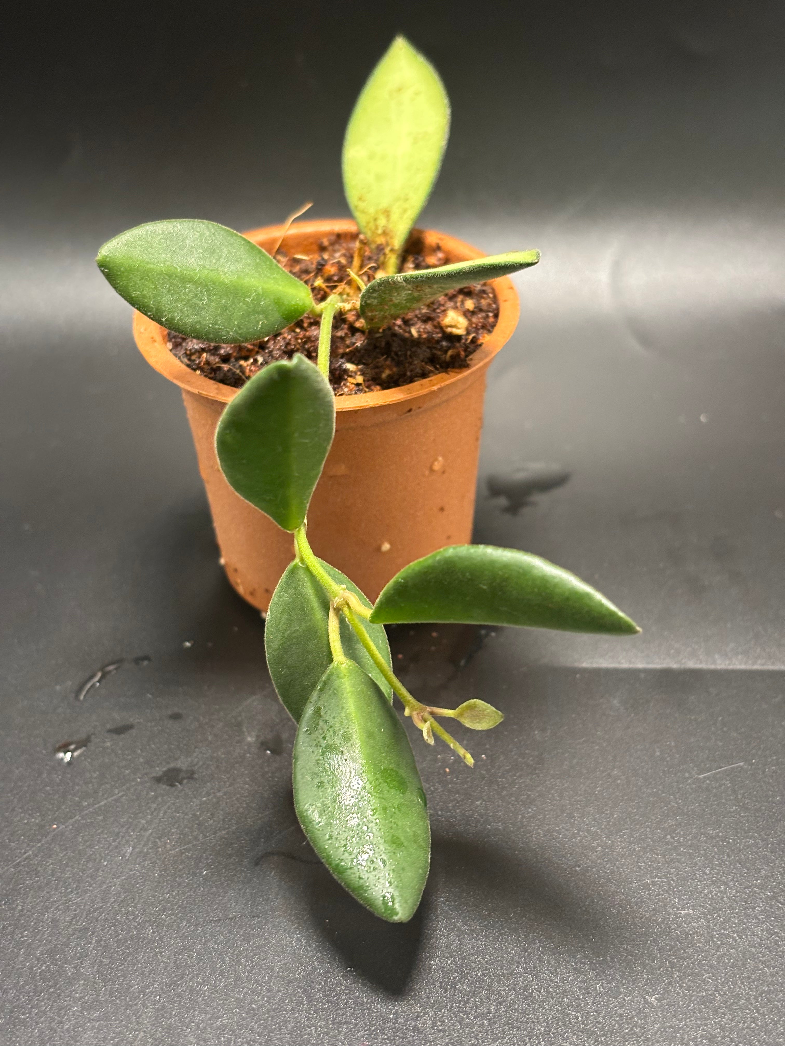 Hoya Tsangii 1
