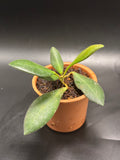 Hoya Tsangii 2