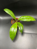 Hoya Finlaysonii 2