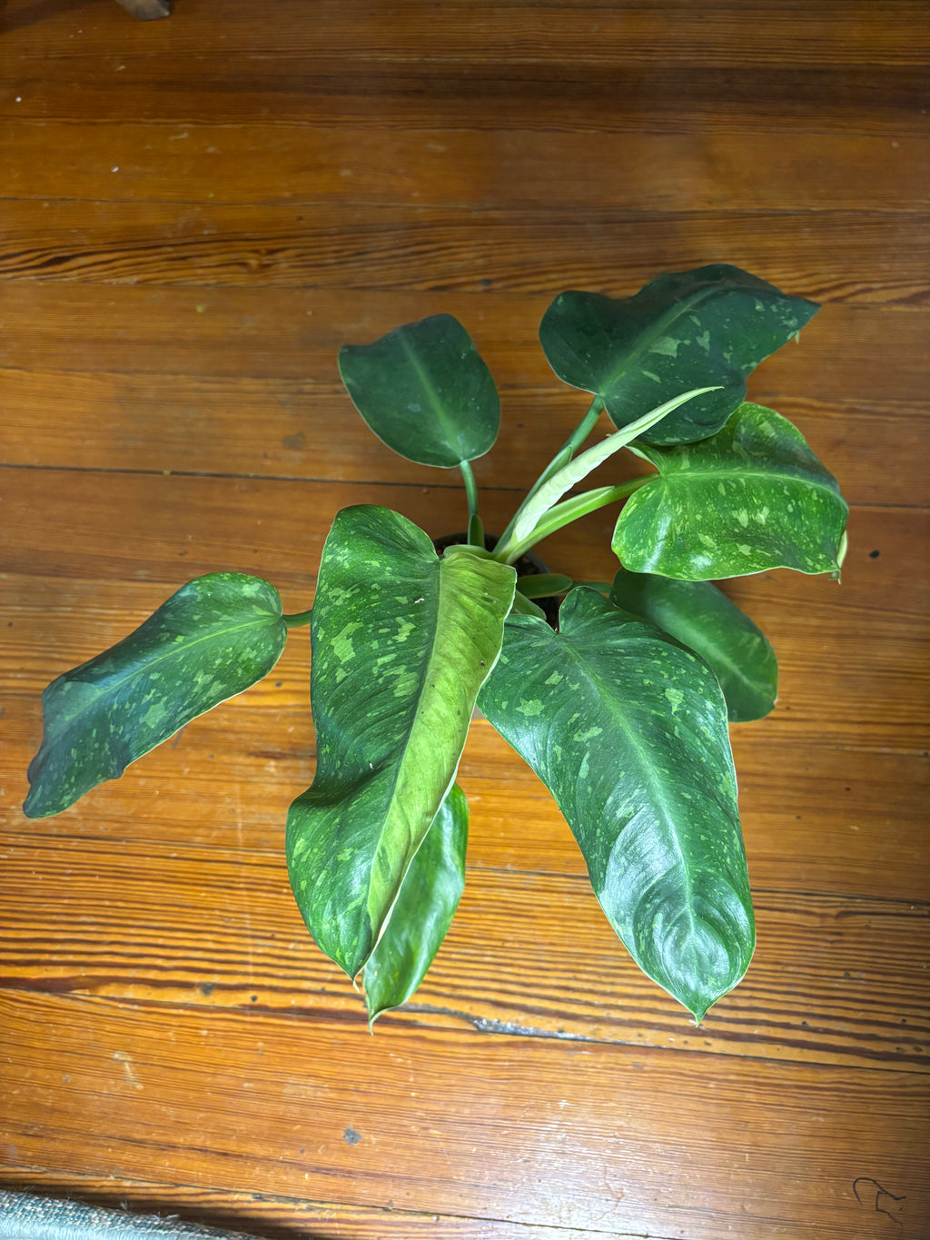 Philodendron José Buono 1