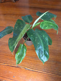 Philodendron José Buono 1