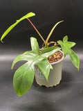 Philodendron Florida Green