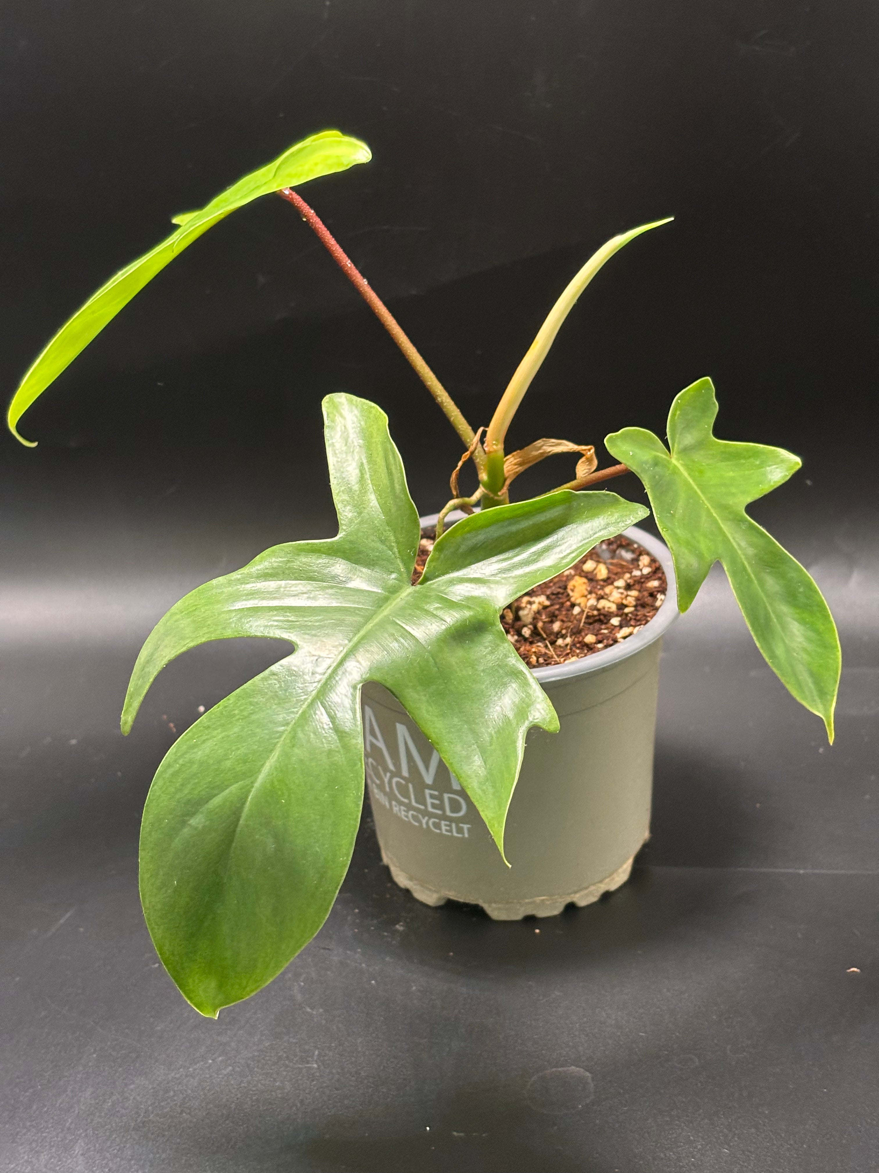 Philodendron Florida Green