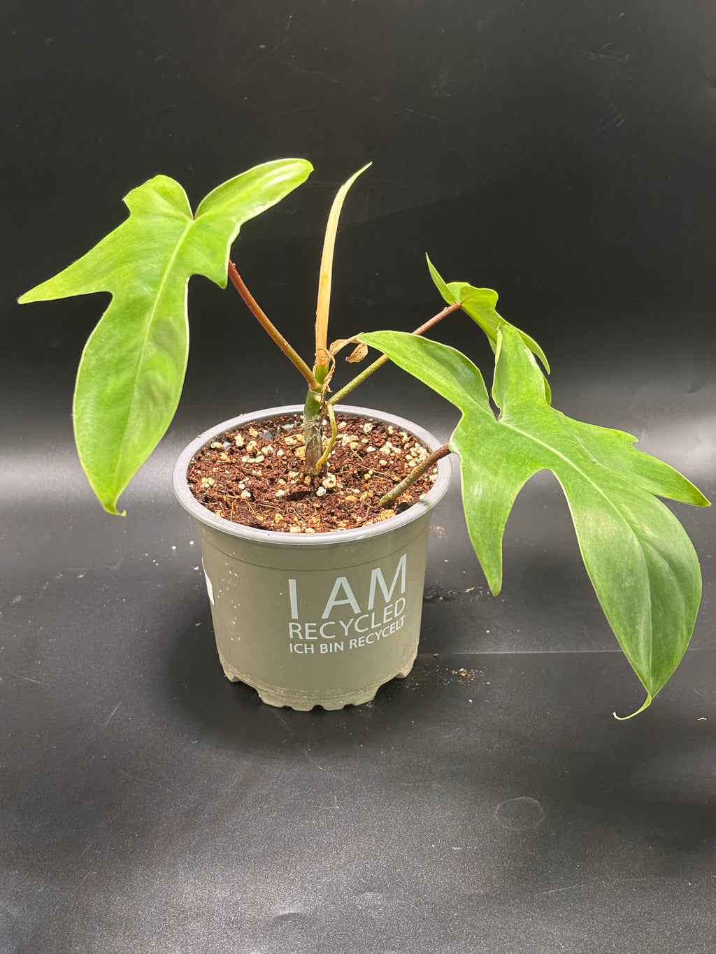 Philodendron Florida Green