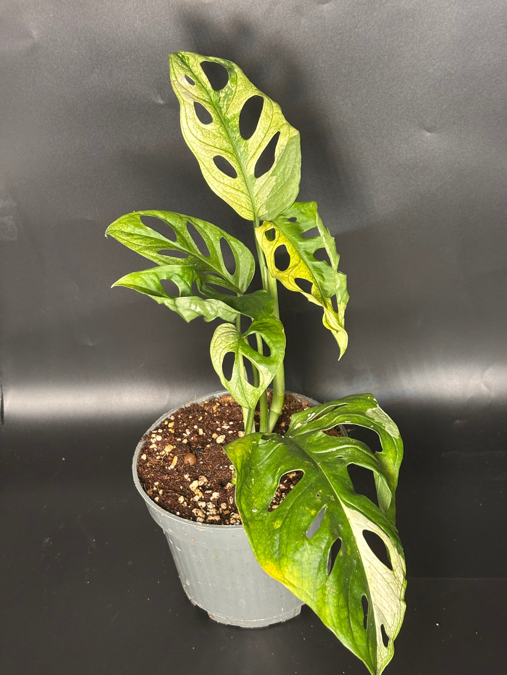 Monstera Adansonii Variegata 1