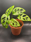 Monstera Adansonii