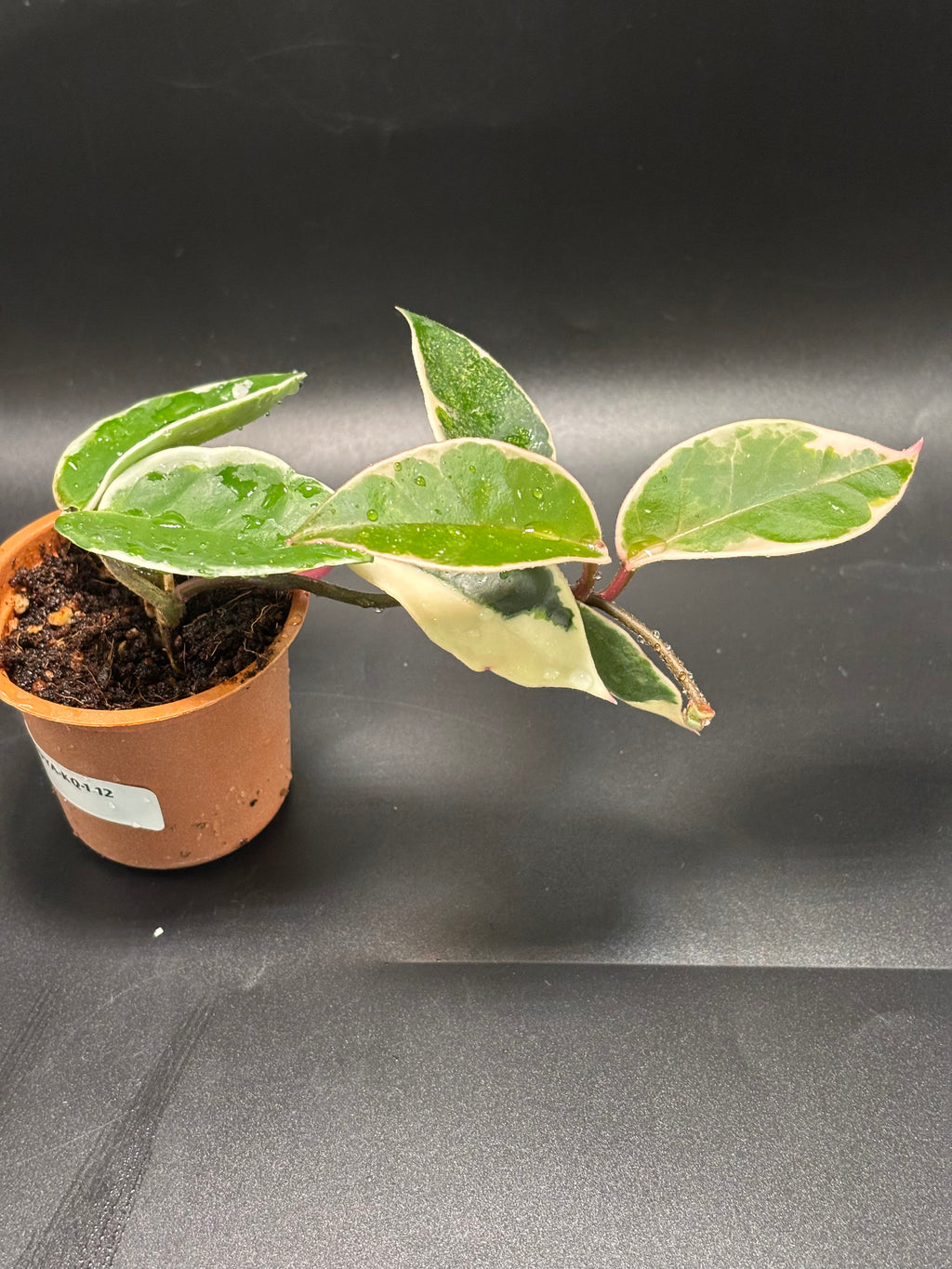Hoya Krimson Queen 3