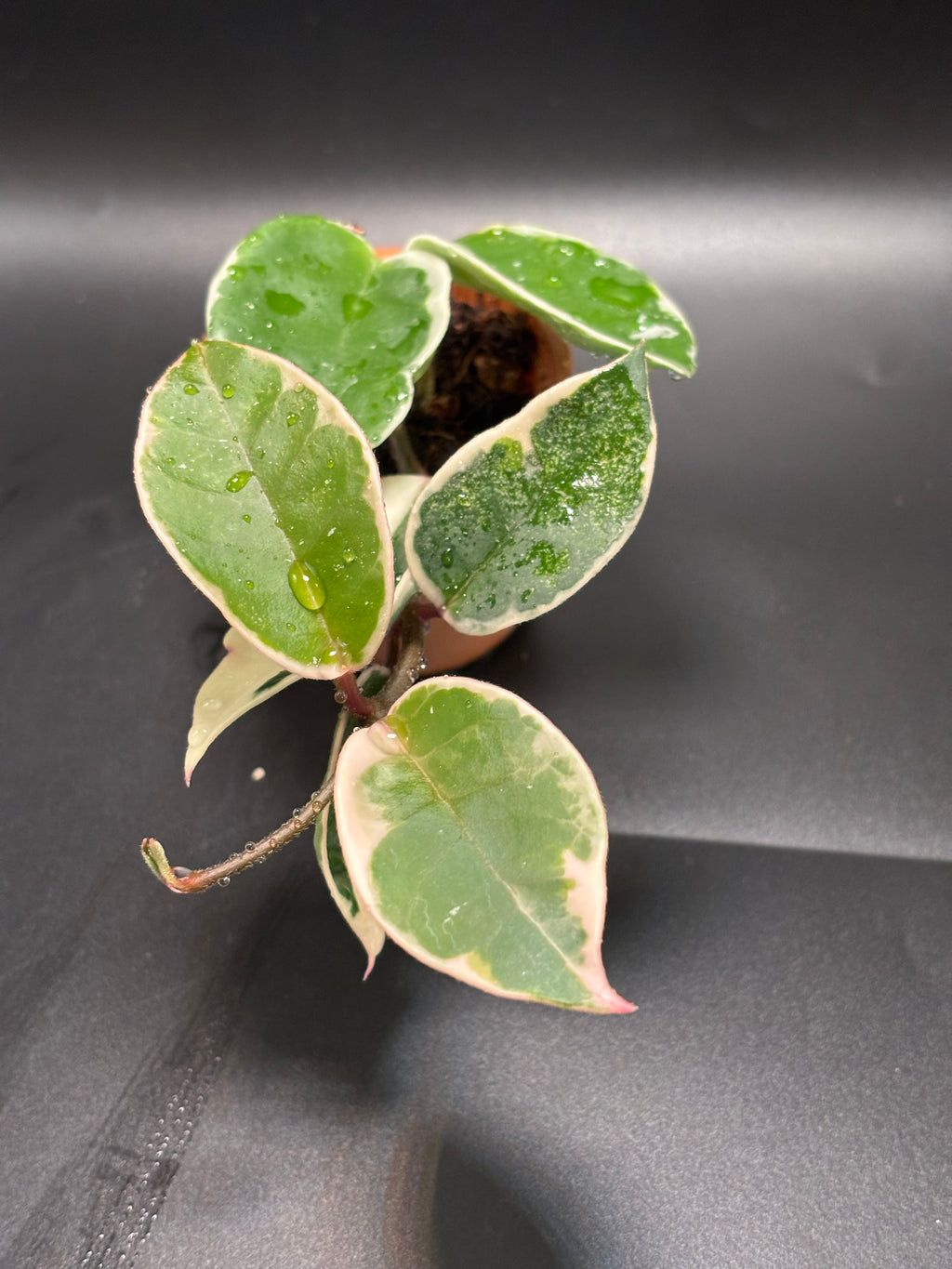 Hoya Krimson Queen 3