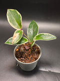Hoya Krimson Queen 4