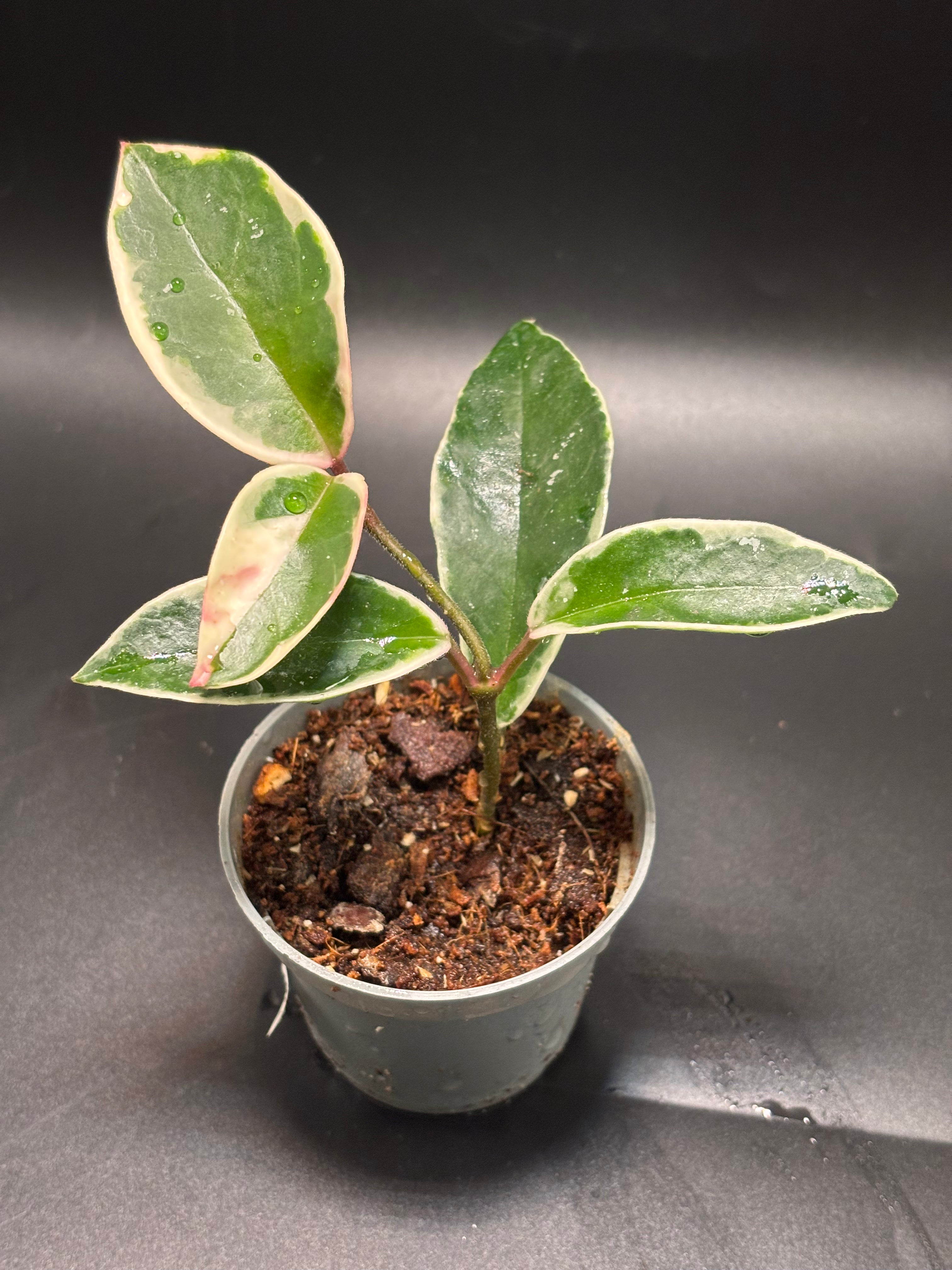Hoya Krimson Queen 4