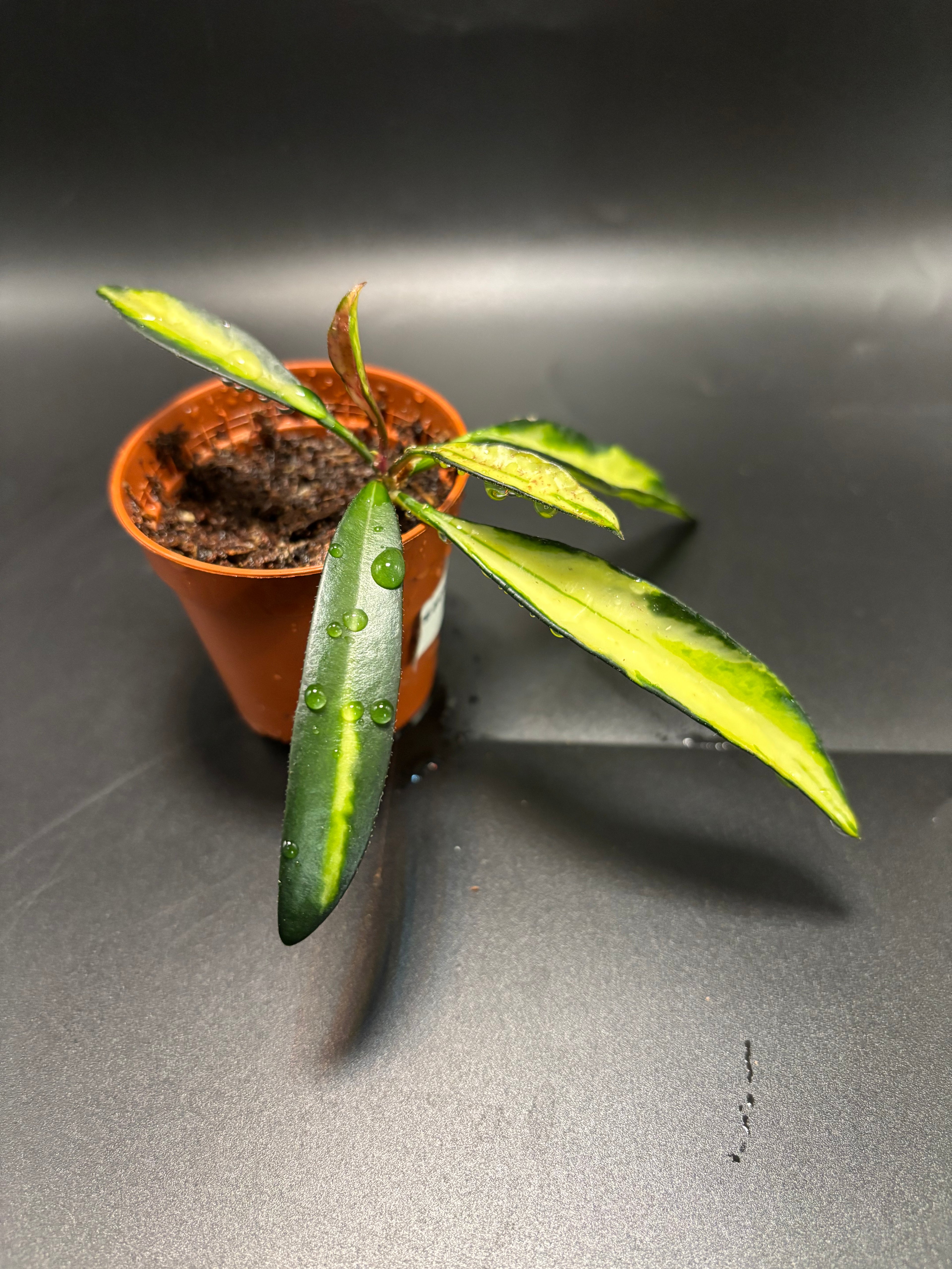 Hoya Wayetii Tricolor 1