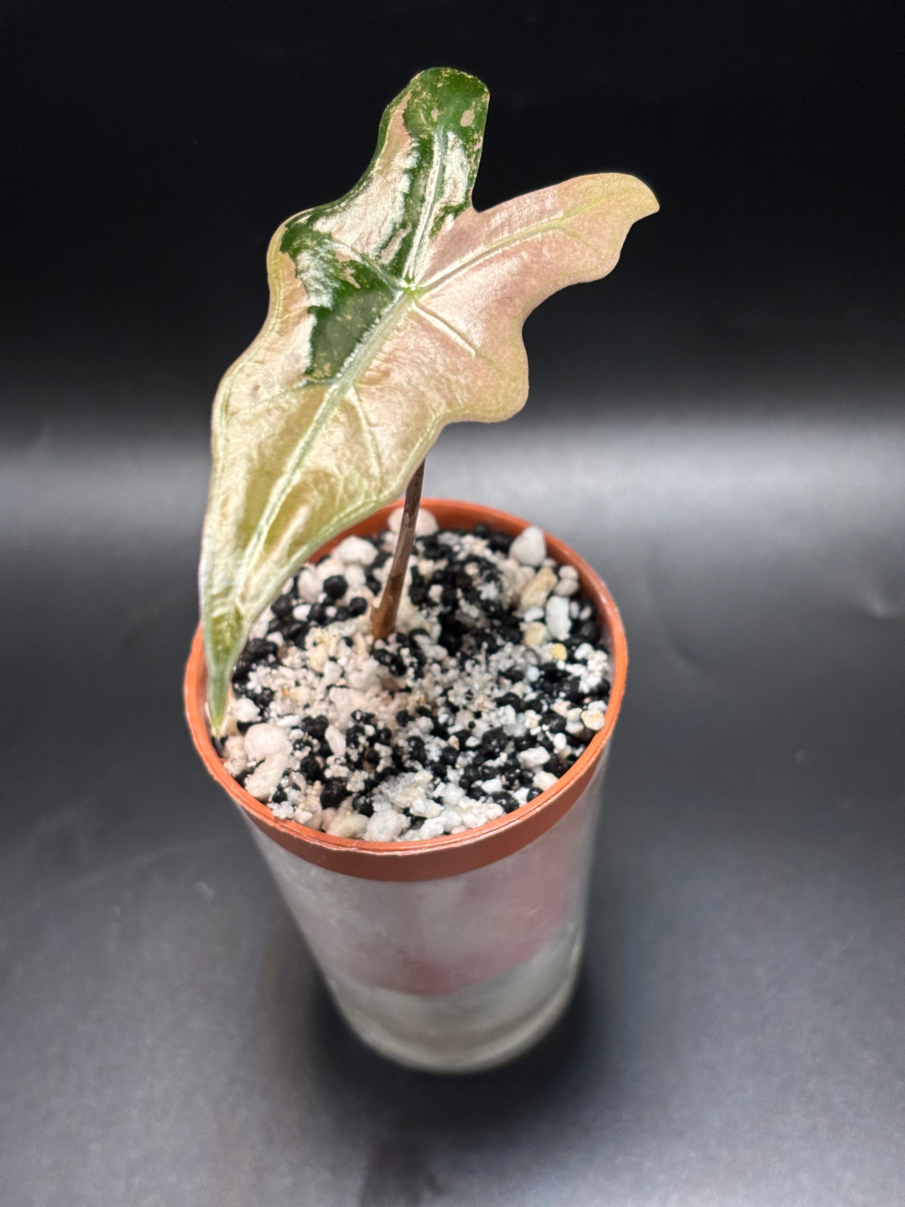 Alocasia Nobilis Pink Variegata 1
