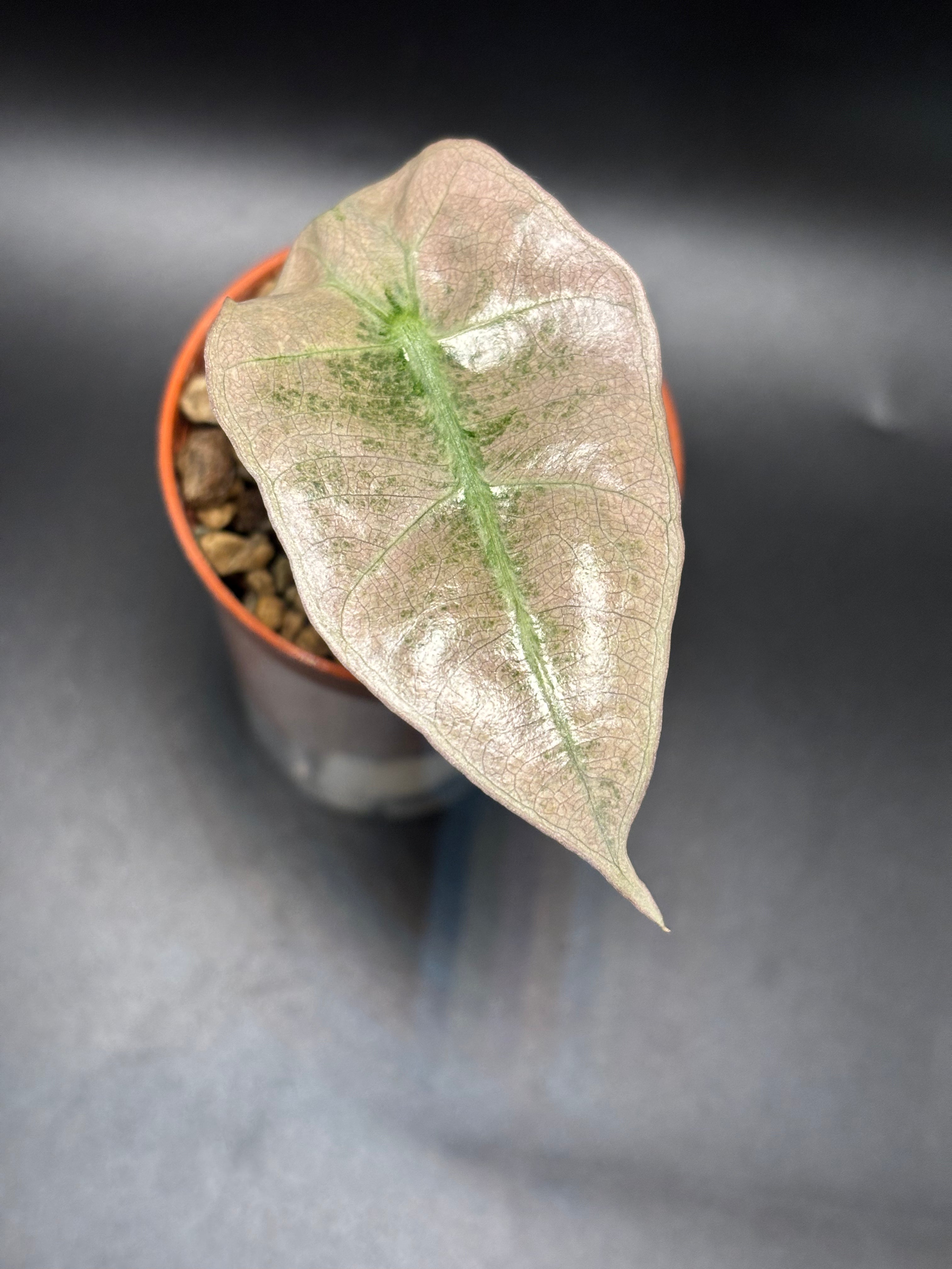 Alocasia Polly Mint Variegata 2