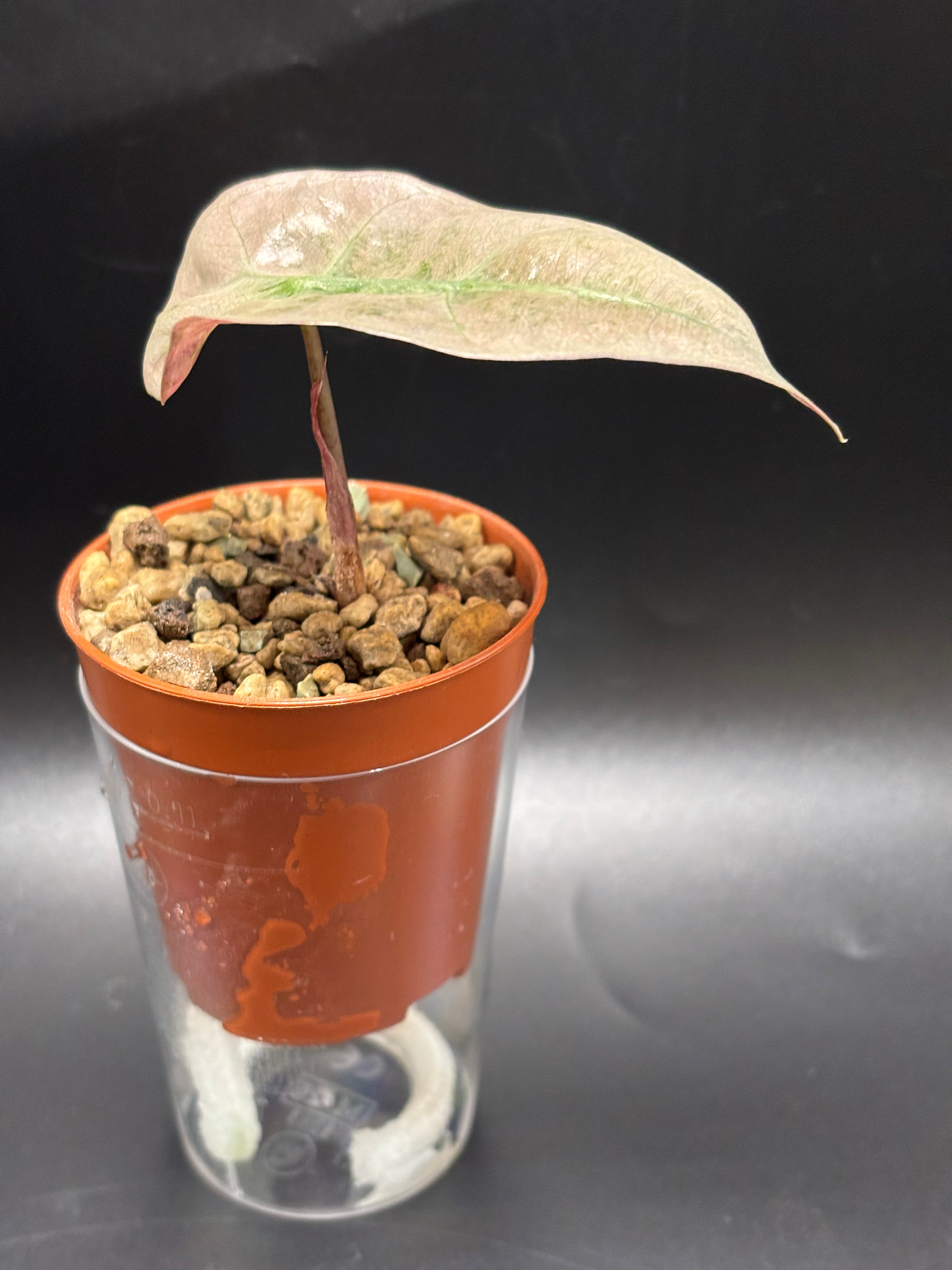Alocasia Polly Mint Variegata 2