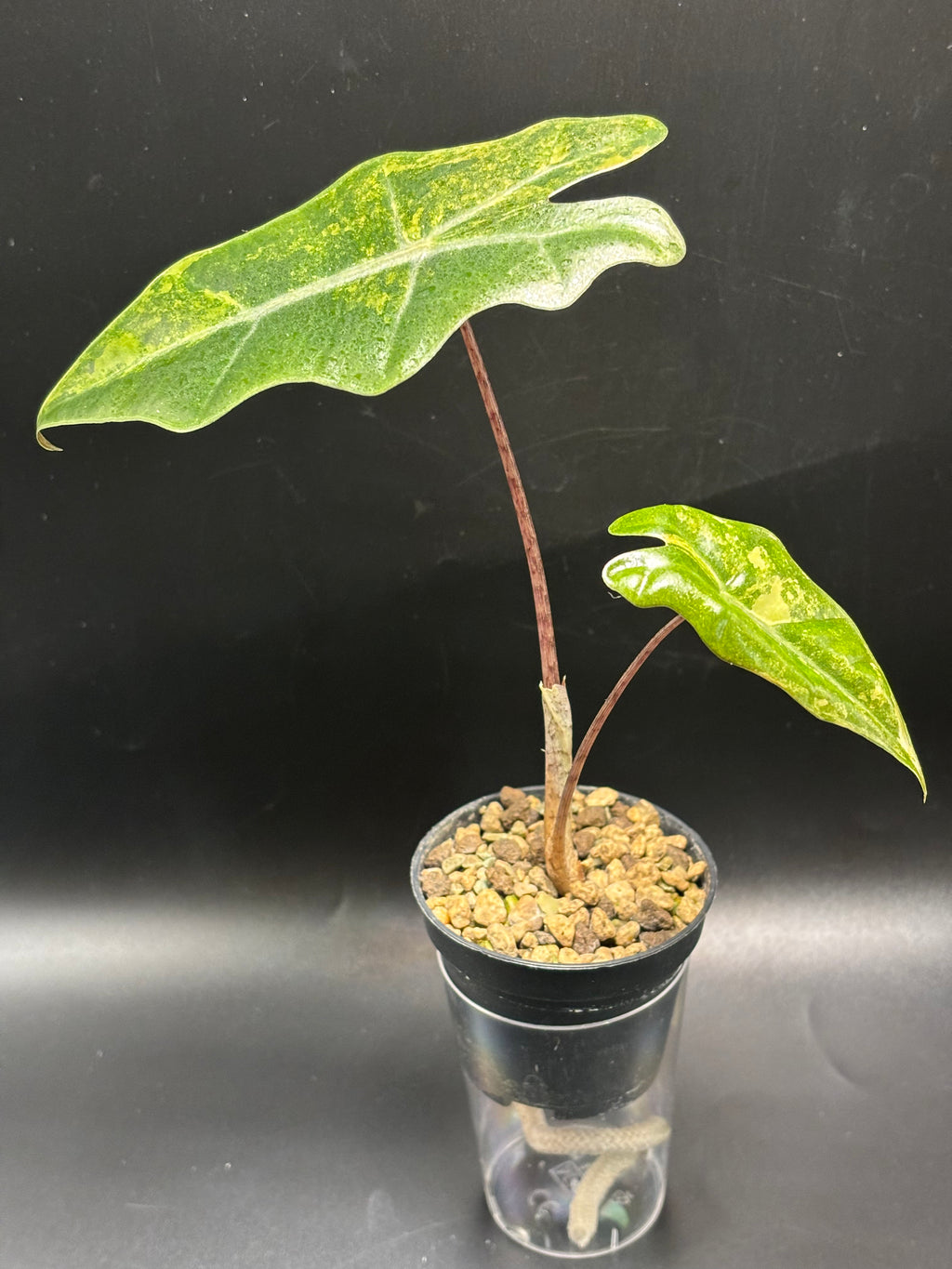 Alocasia Pseudosanderiana Aurea Variegata 2