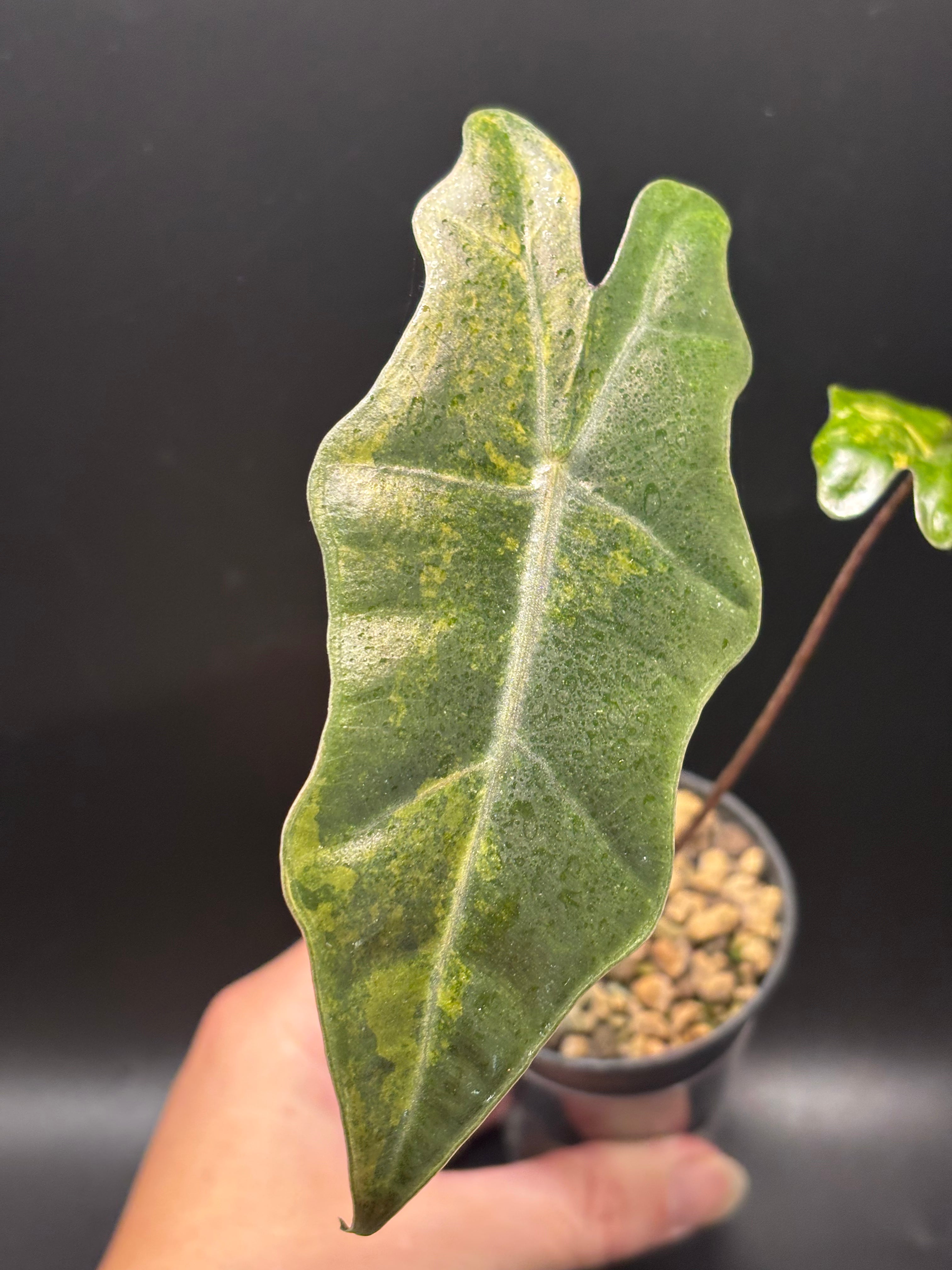 Alocasia Pseudosanderiana Aurea Variegata 2