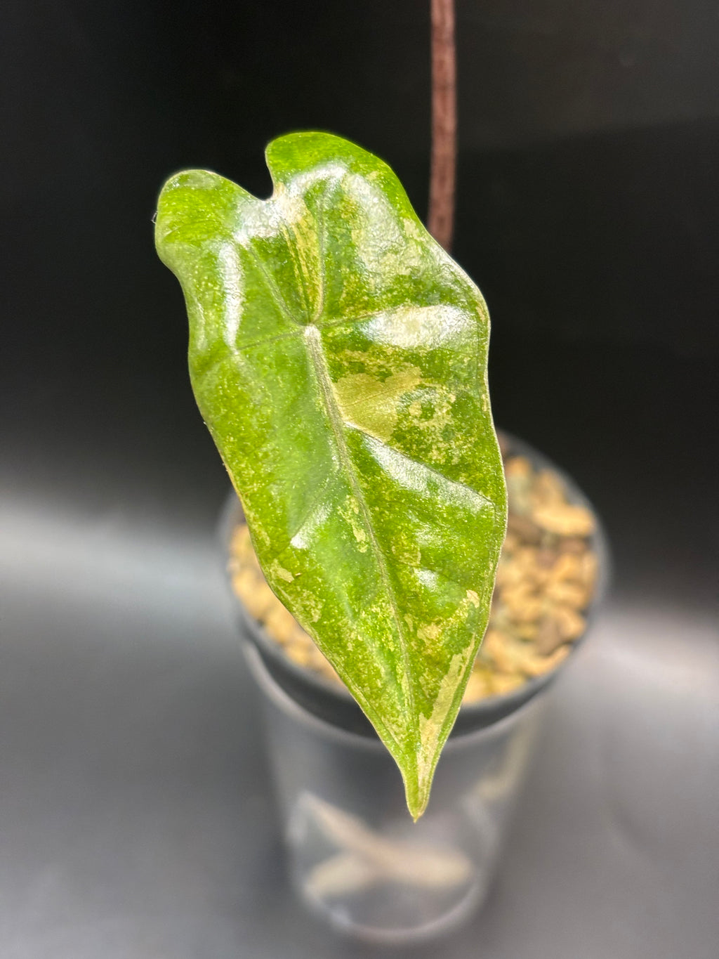 Alocasia Pseudosanderiana Aurea Variegata 2