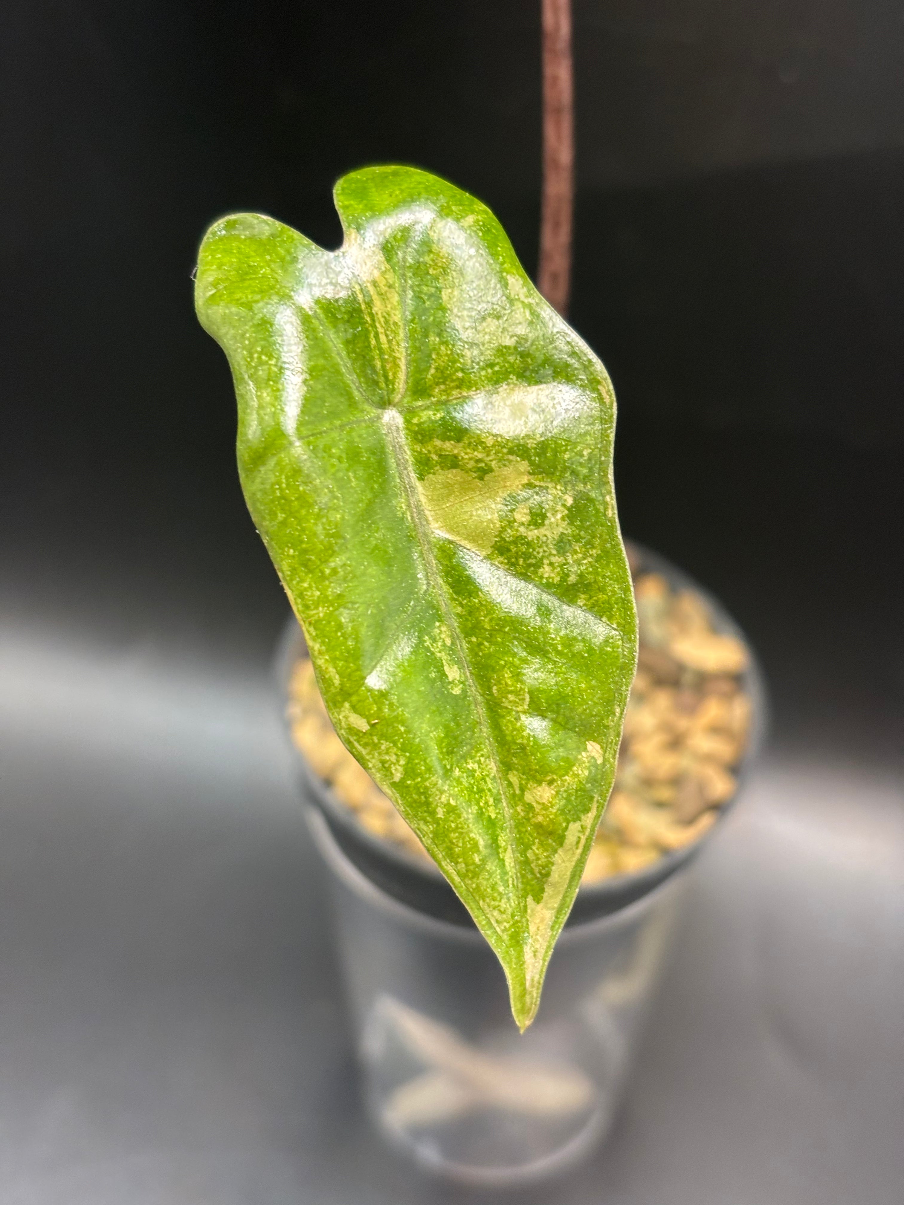 Alocasia Pseudosanderiana Aurea Variegata 2
