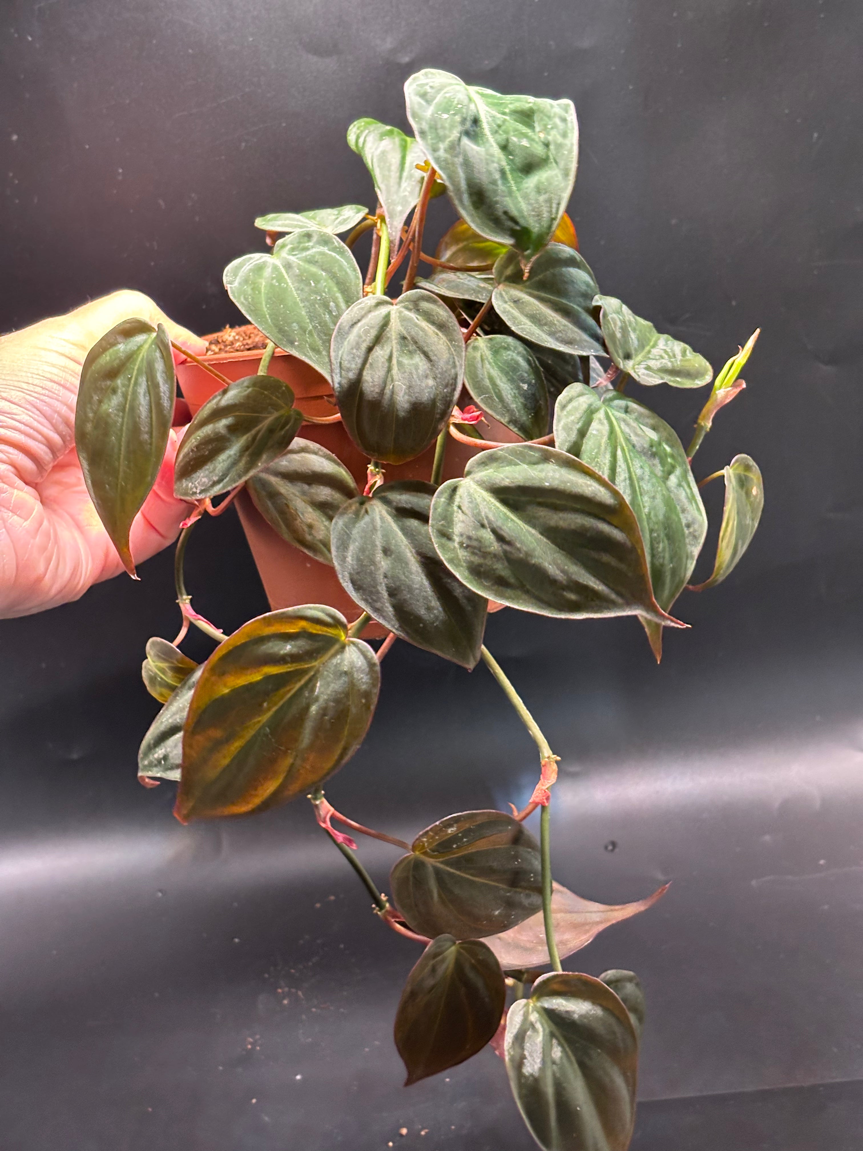 Philodendron Micans 1
