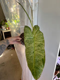 Philodendron Paraiso Verde 3