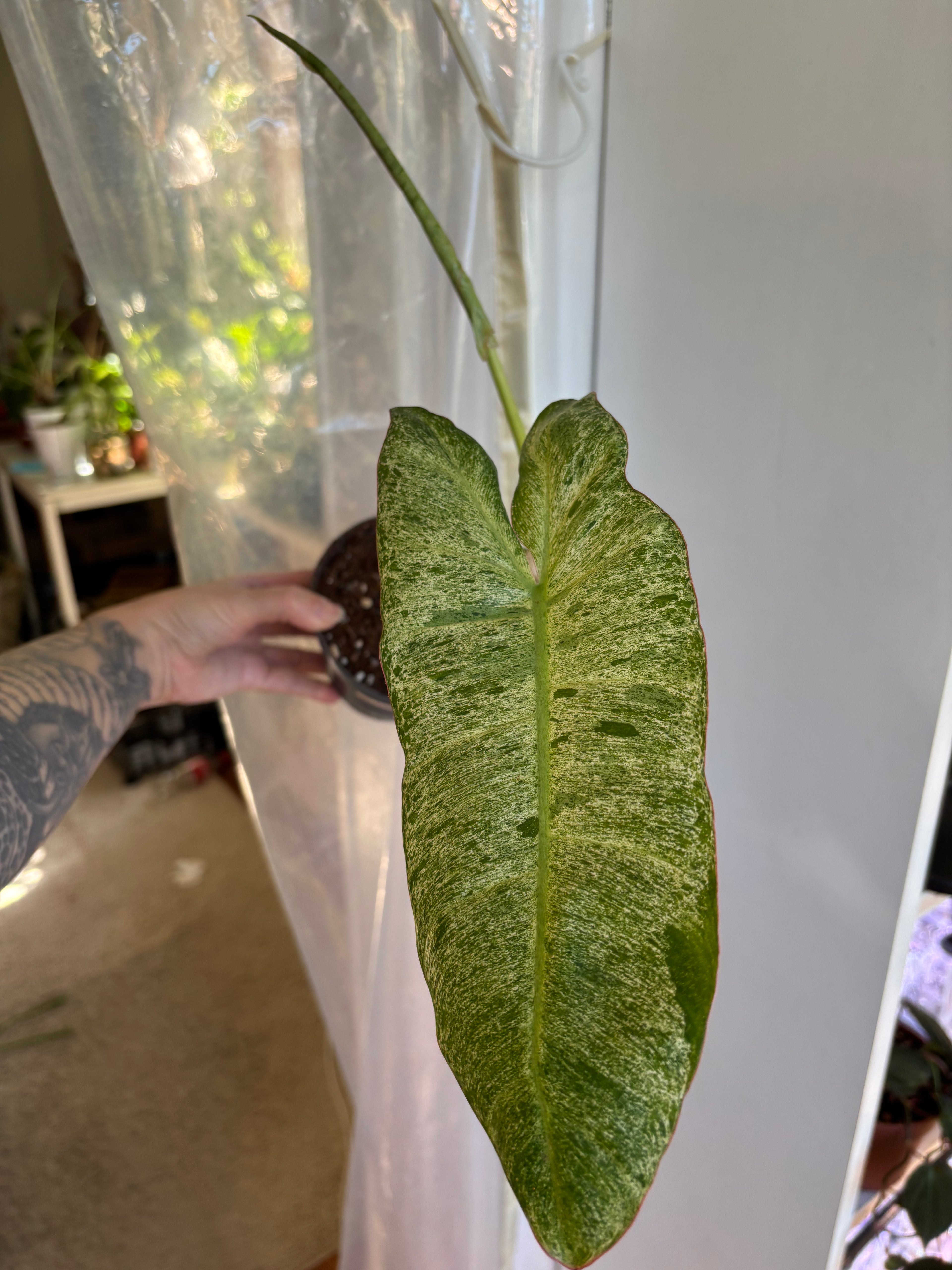 Philodendron Paraiso Verde 3