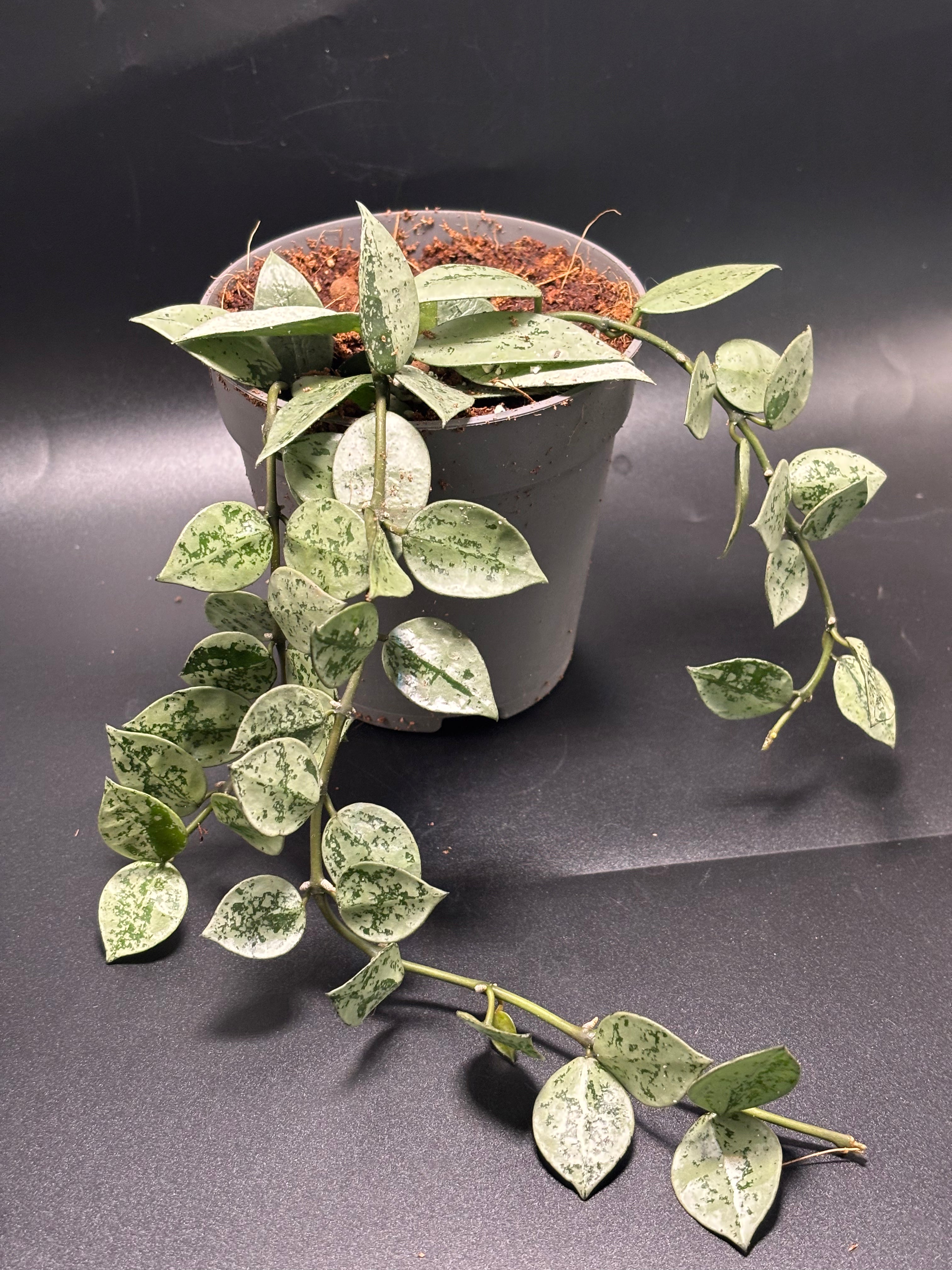 Hoya Krohniana Silver 3