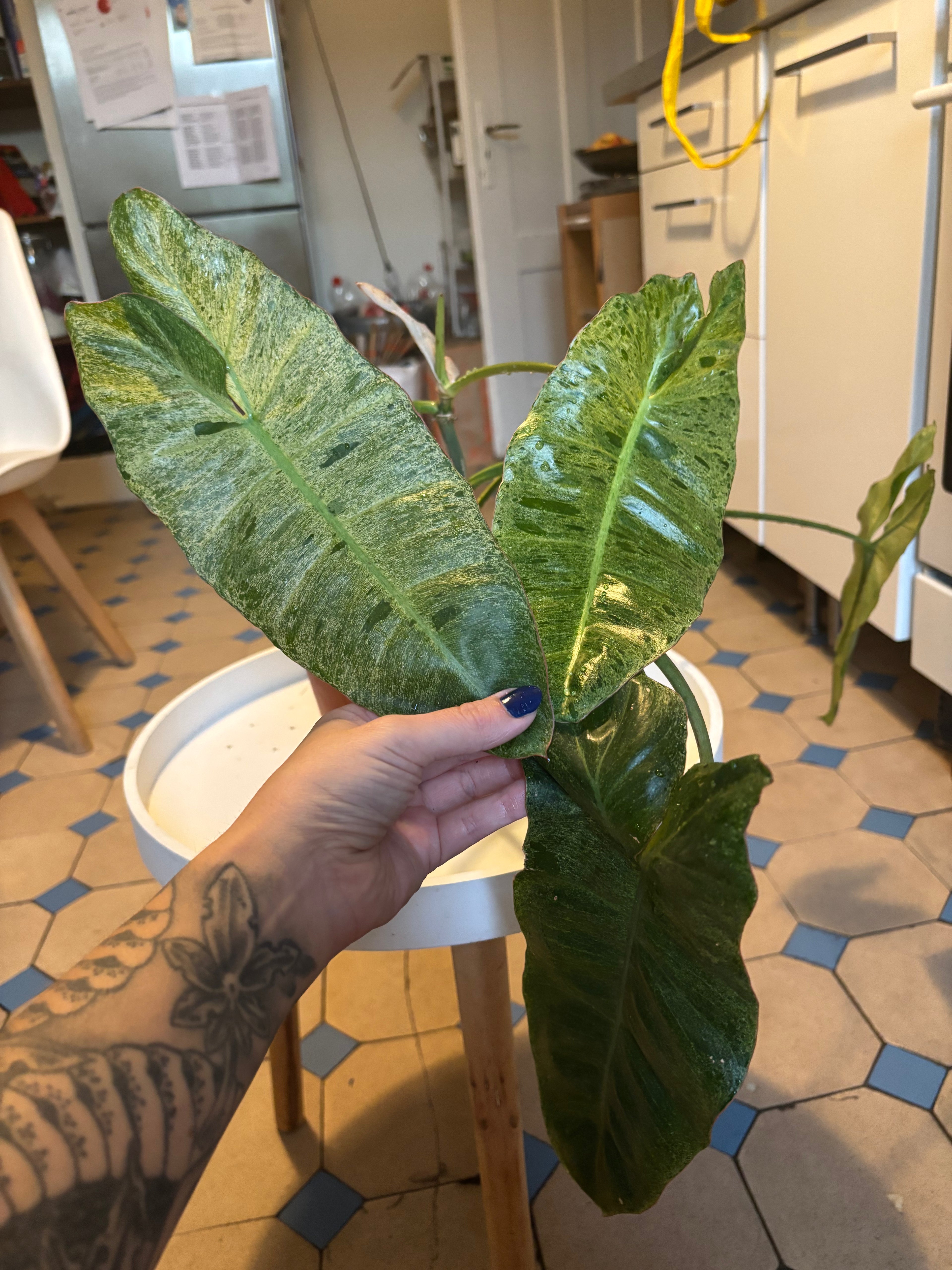 Philodendron Paraiso Verde 4