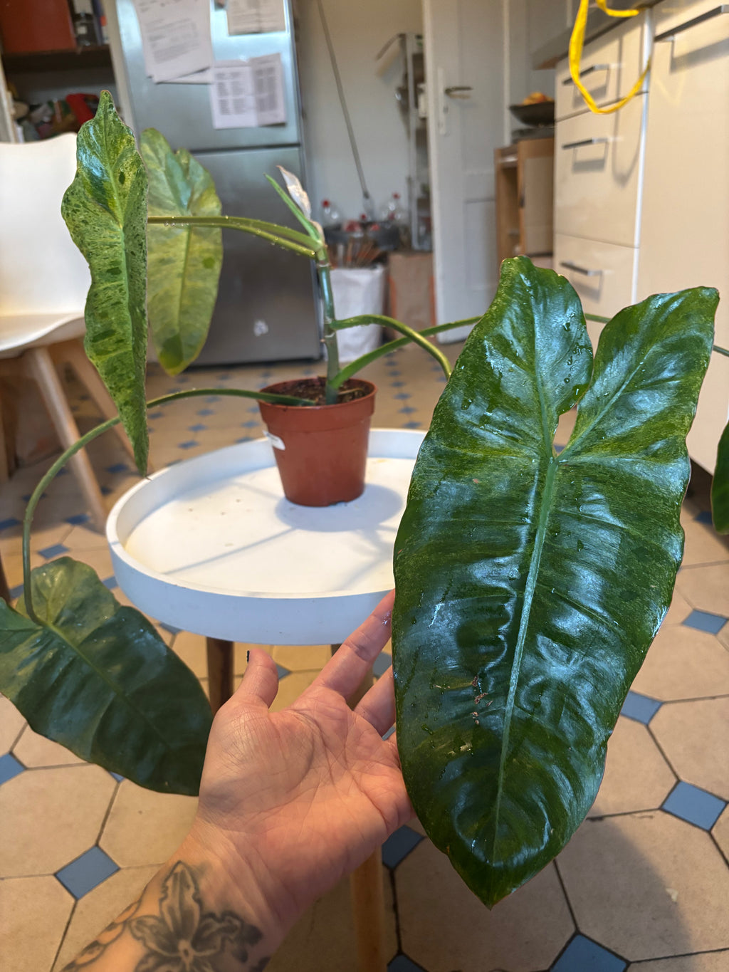 Philodendron Paraiso Verde 4
