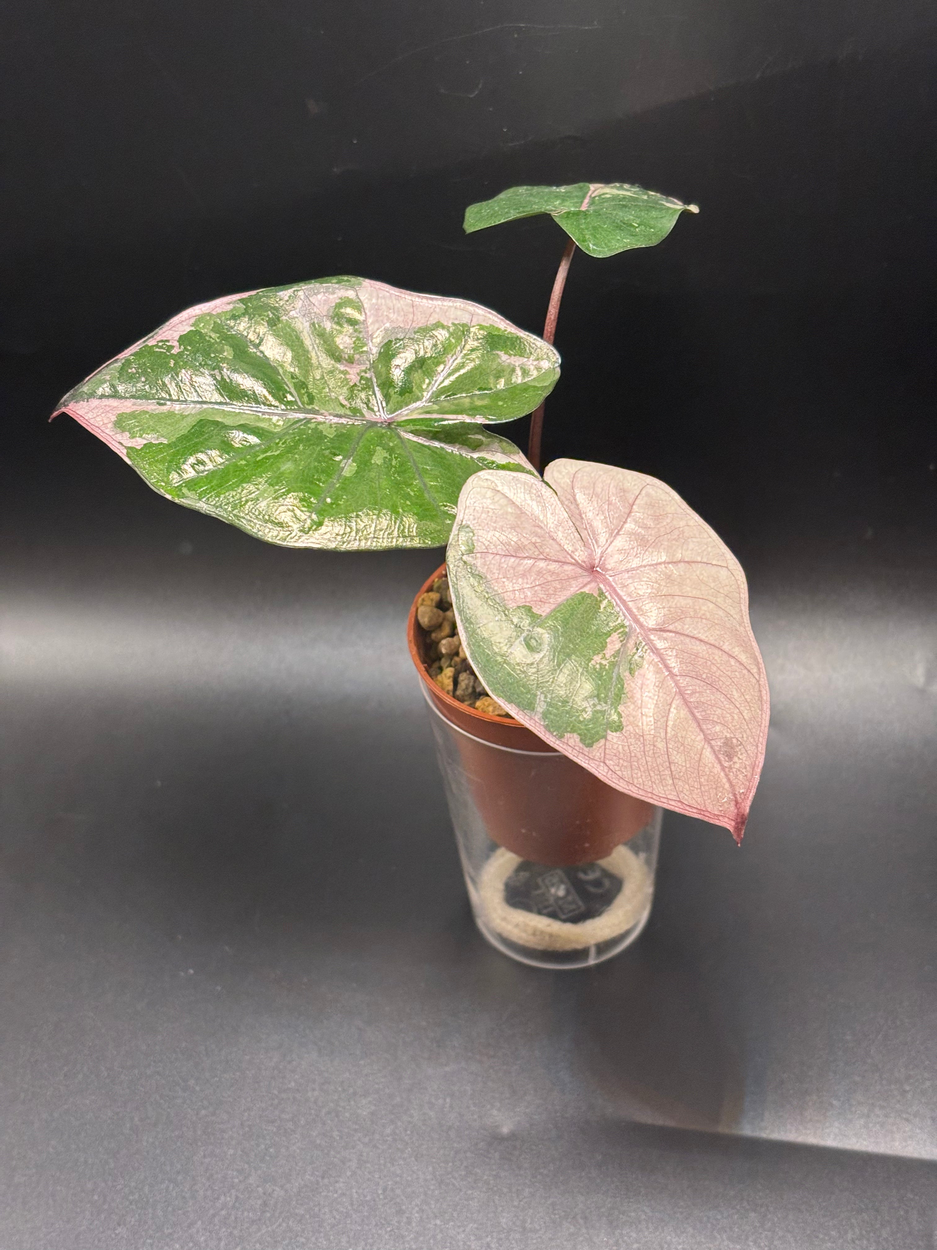 Alocasia Yucatan Princess Pink Variegata