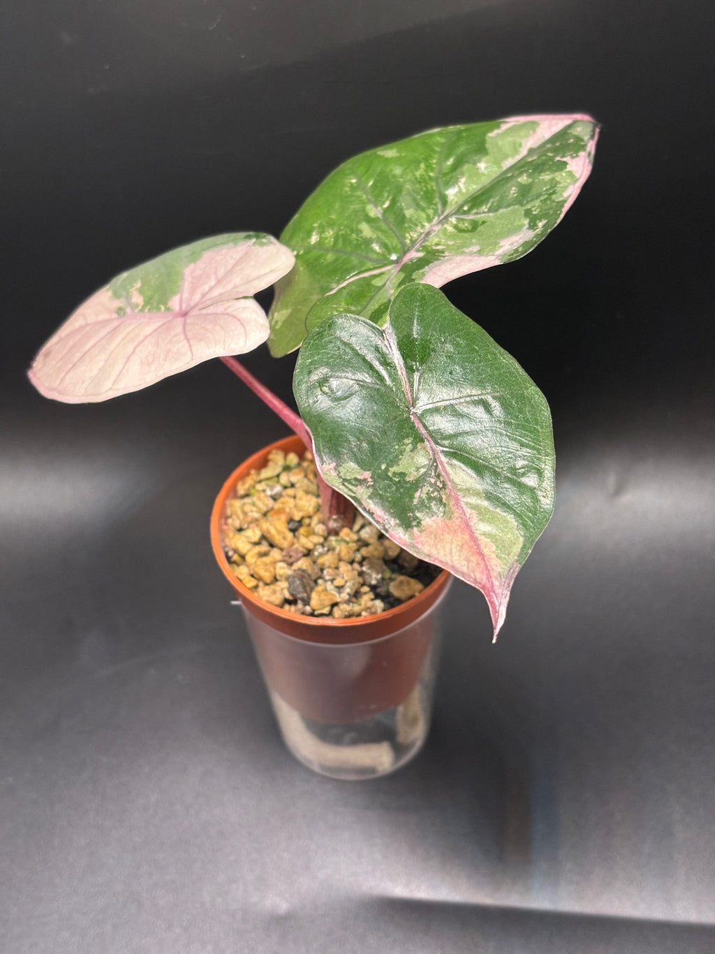 Alocasia Yucatan Princess Pink Variegata