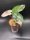 Alocasia Yucatan Princess Pink Variegata