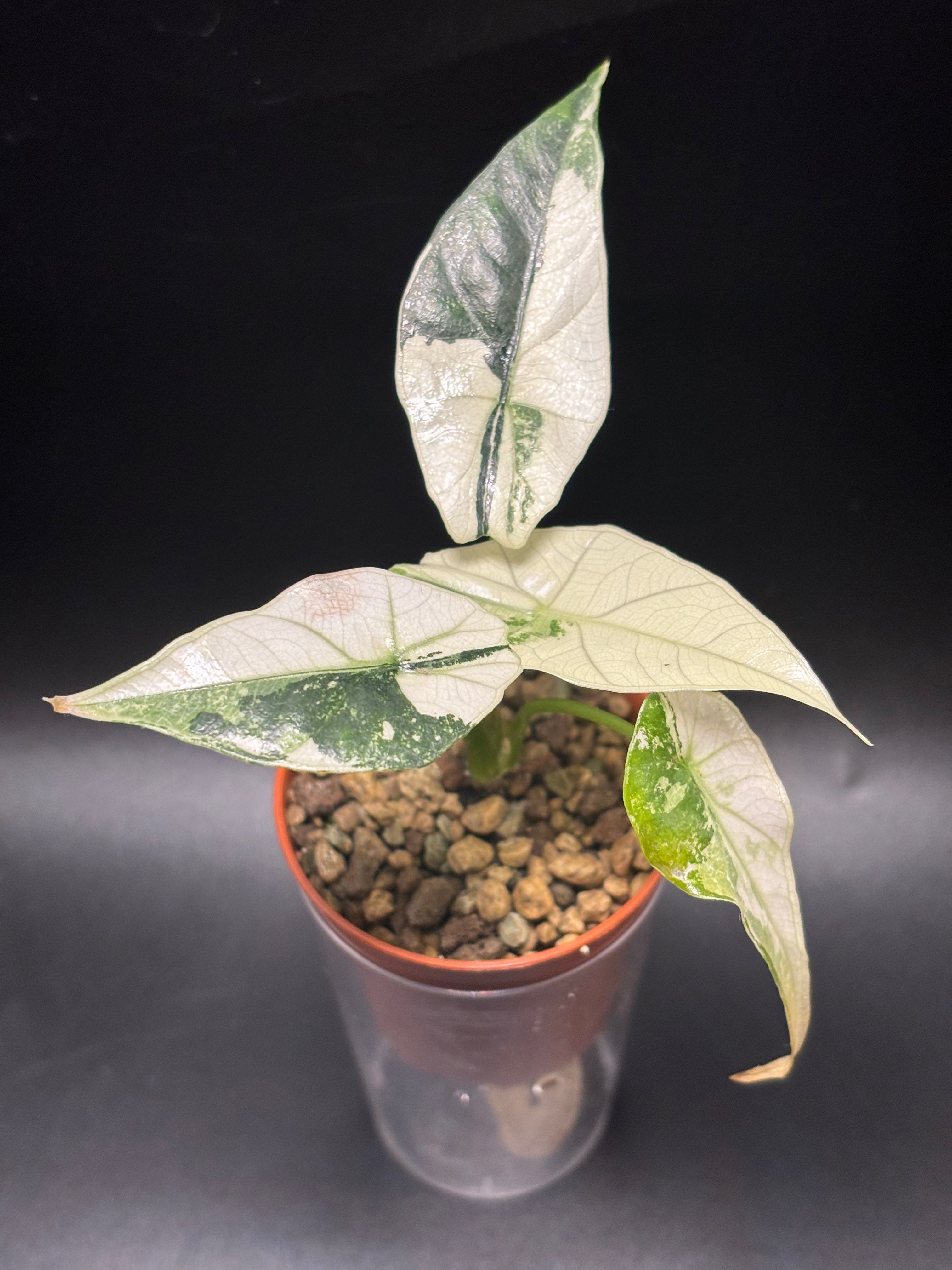 Alocasia Simpo Albo Variegata