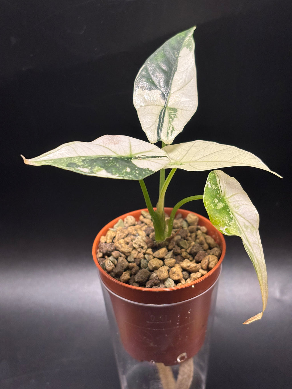 Alocasia Simpo Albo Variegata