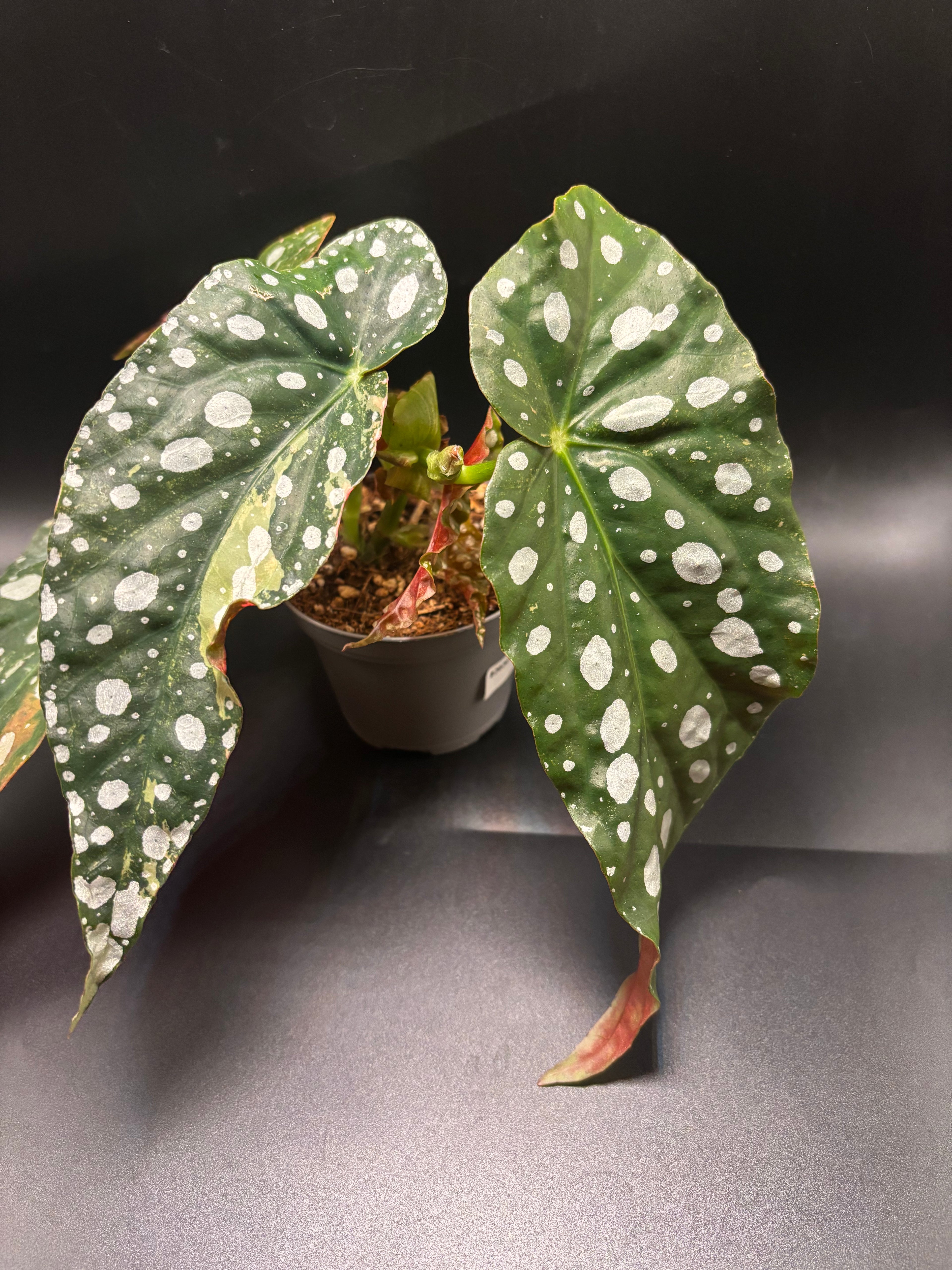 Begonia Maculata Pink Variegata 2