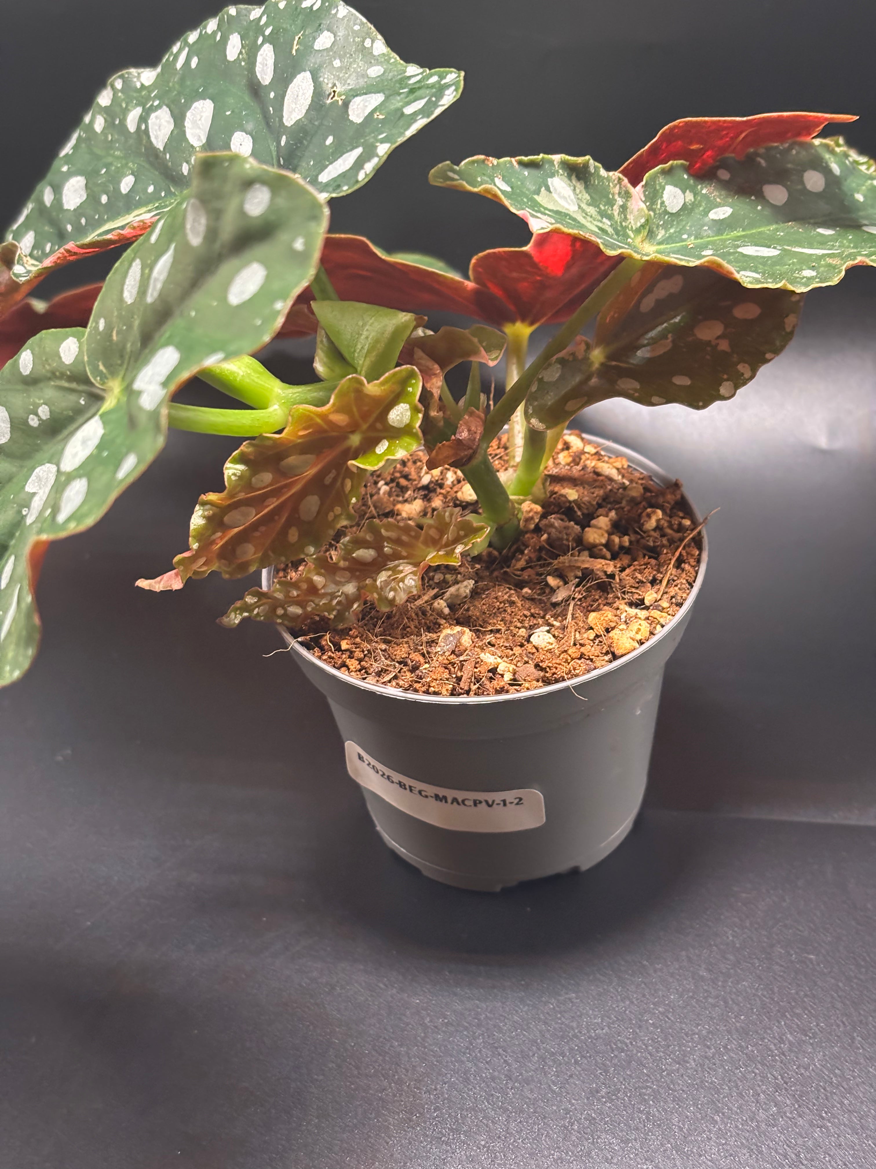 Begonia Maculata Pink Variegata 2