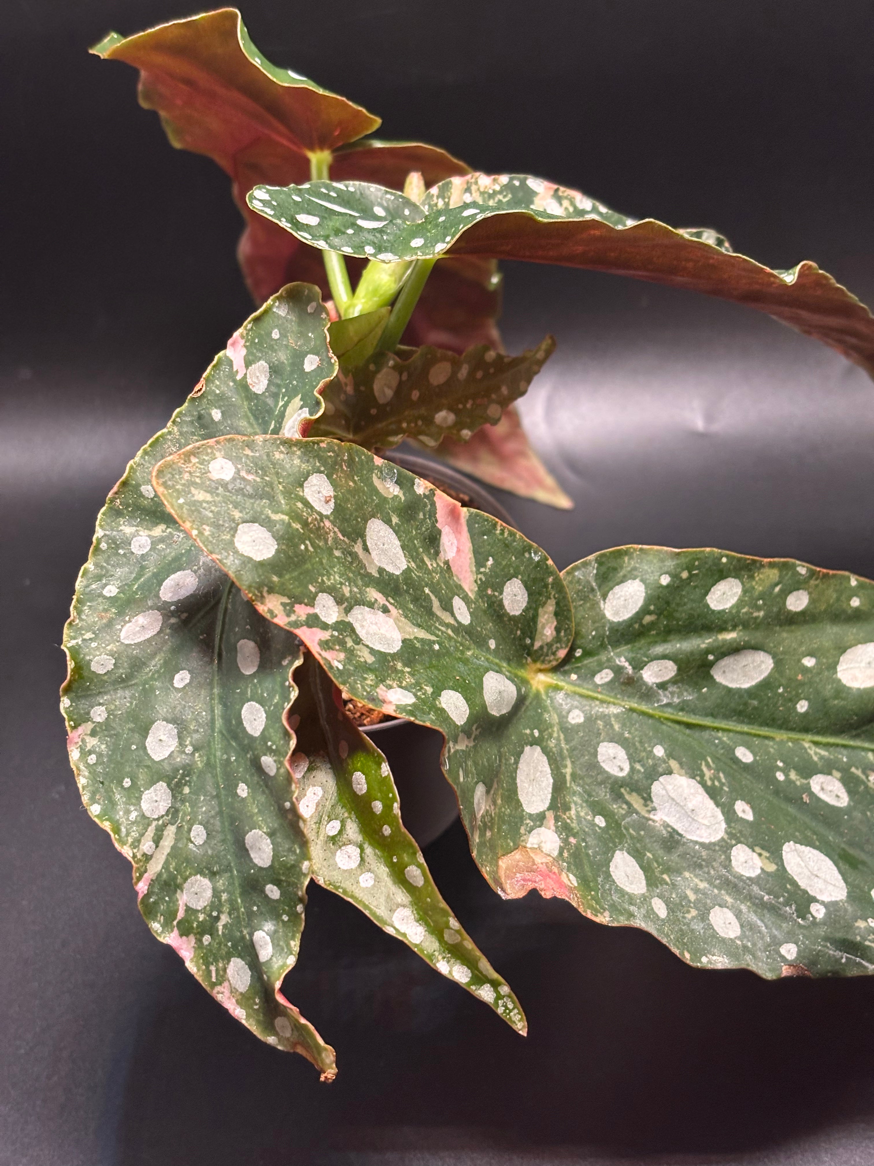Begonia Maculata Pink Variegata 2
