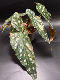 Begonia Maculata Pink Variegata 2