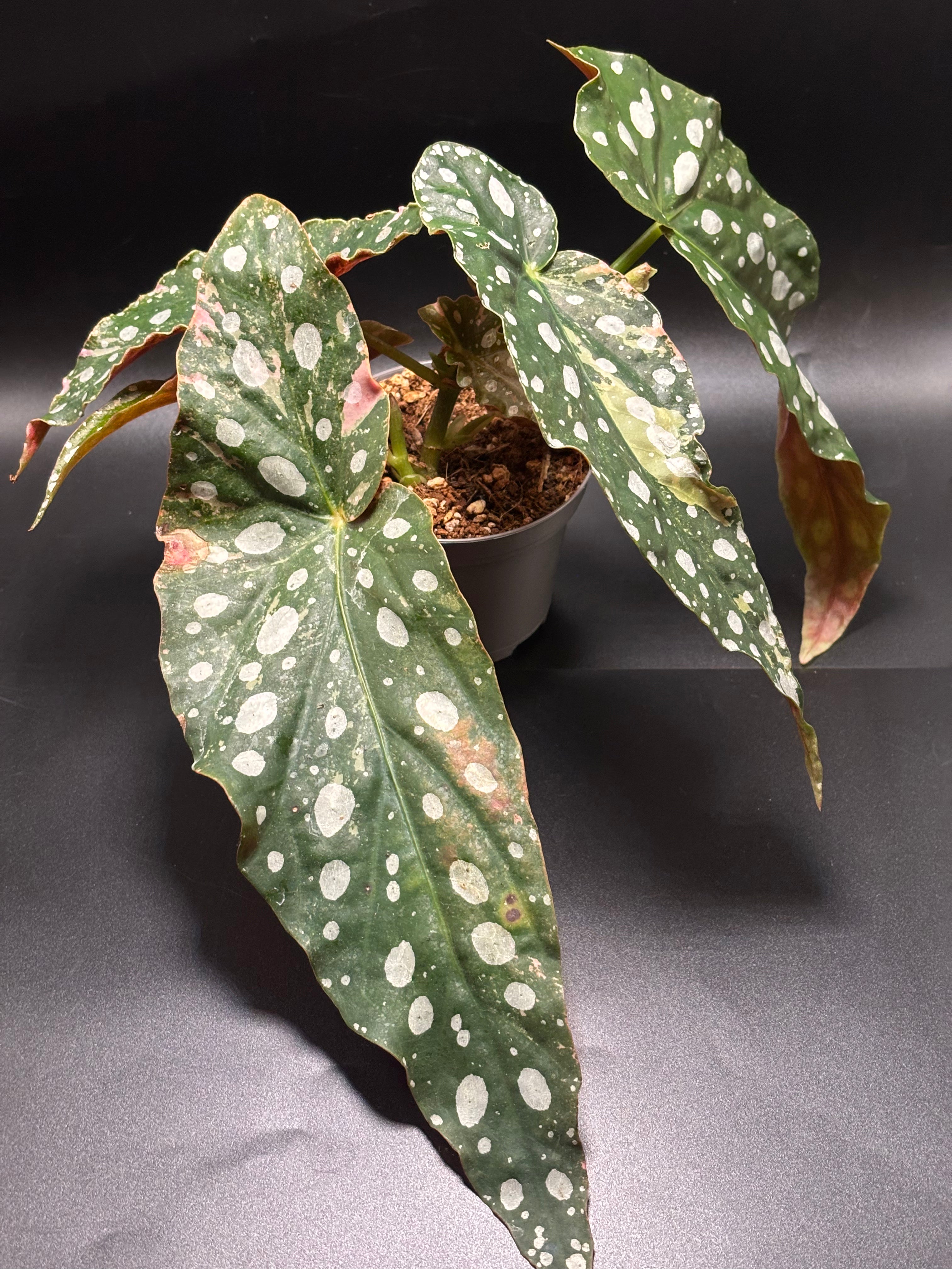 Begonia Maculata Pink Variegata 2
